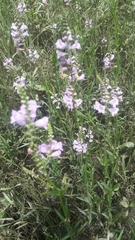 Physostegia intermedia