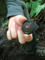 Monadenia infumata