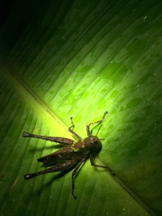 Maculiparia rotundata