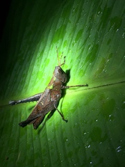 Maculiparia rotundata