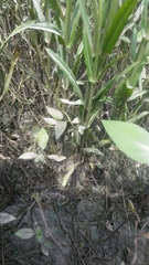 Physostegia intermedia
