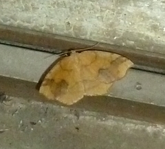 Nematocampa brehmeata