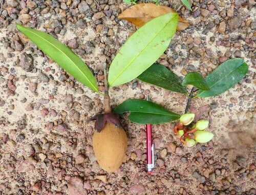 Pentadesma butyracea