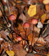 Mycena toyerlaricola