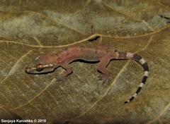 Hemidactylus depressus