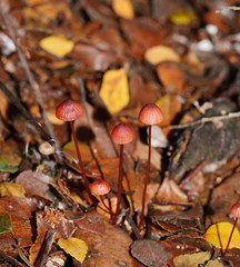 Mycena toyerlaricola