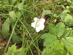 Calystegia spithamaea