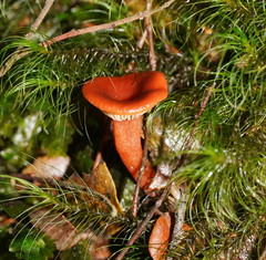 Lactarius eucalypti