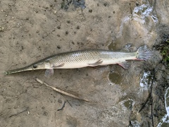 Lepisosteus platostomus