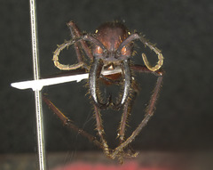 Eciton vagans