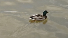 Anas platyrhynchos