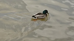 Anas platyrhynchos