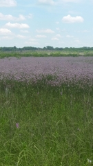 Physostegia intermedia
