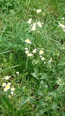 Erigeron philadelphicus