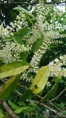 Itea parviflora