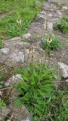Plantago lanceolata