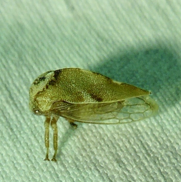 Cyrtolobus coronatus
