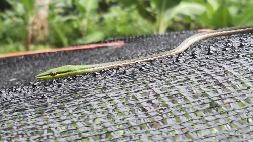 Island Pointed Snake