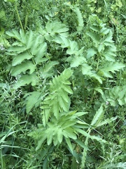 Pastinaca