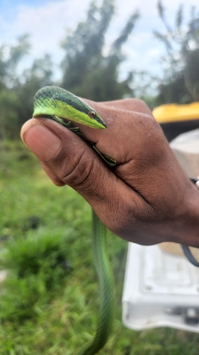 Catesby's Pointed Snake