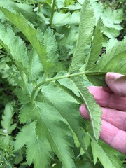 Pastinaca