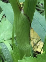 Pastinaca