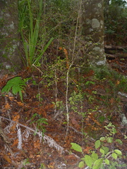 Coprosma spathulata spathulata