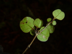 Coprosma spathulata spathulata