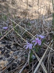 Phlox alyssifolia