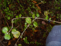 Coprosma spathulata spathulata