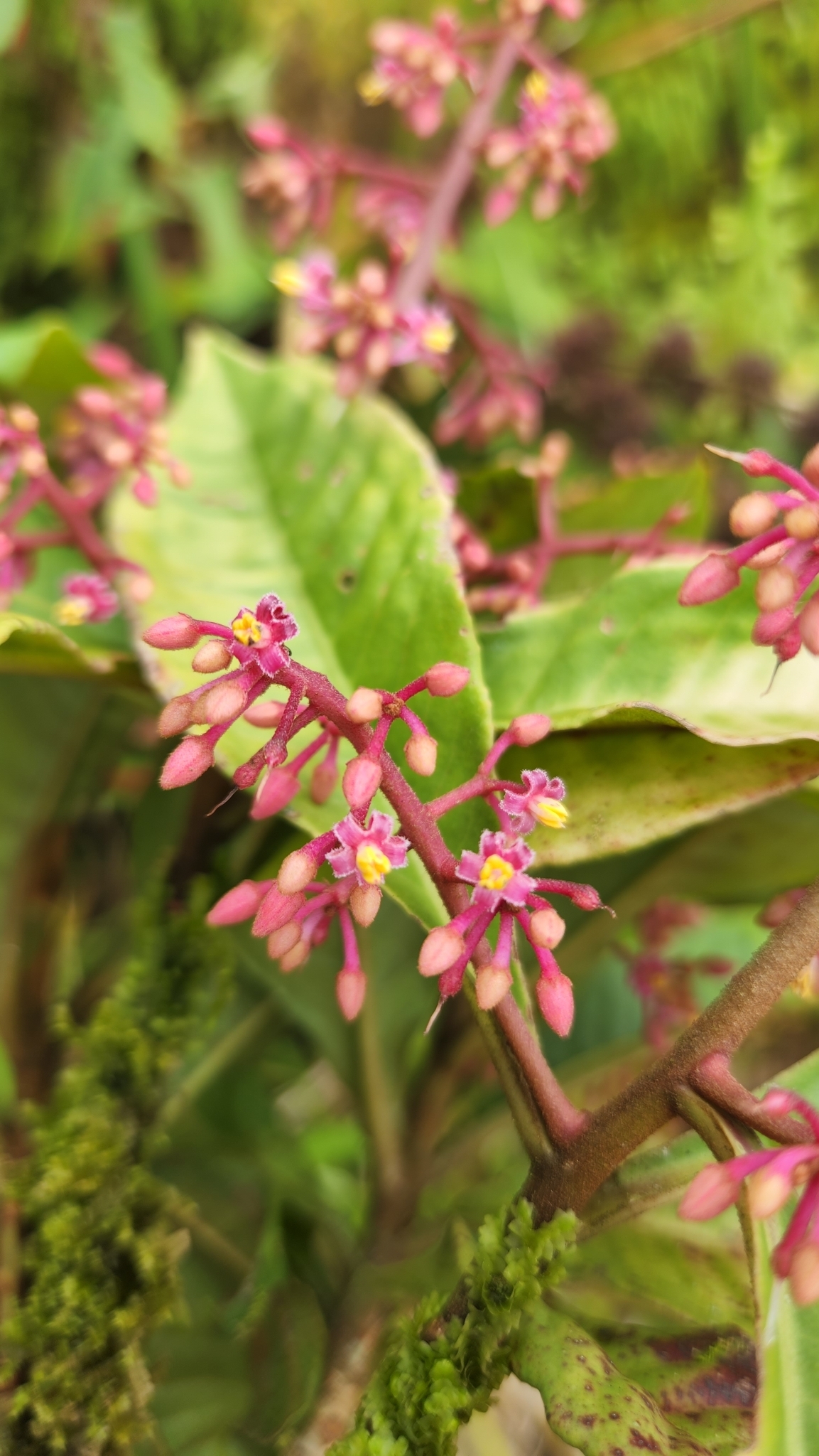 Parathesis crenulata