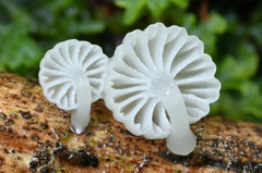 Resinomycena