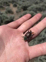 Paracotalpa granicollis