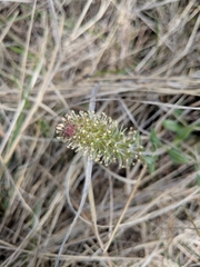 Veronica wyomingensis