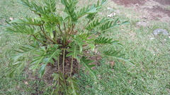 Philodendreae