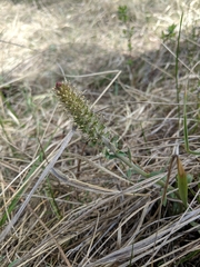 Veronica wyomingensis