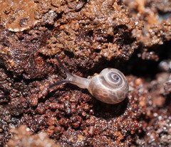 Pillomena meraca