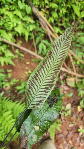 Plantainleaf twinsorus fern (Diplazium plantaginifolium)
