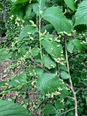 Tetraneura