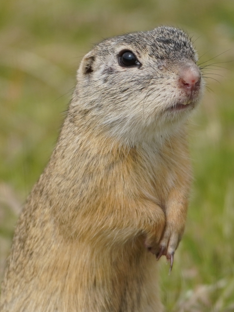 European Ground Squirrel