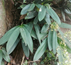 Epidendrum stamfordianum