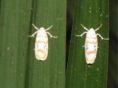 Cyana interrogationis