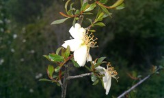 Lindleya mespiloides