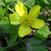 Swamp Buttercup - Photo (c) Jay Sturner, some rights reserved (CC BY)