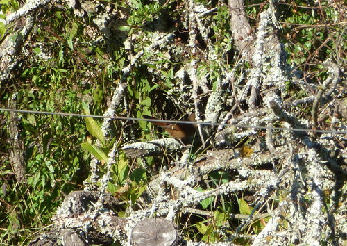 Chaco Earthcreeper (Tarphonomus certhioides), photo 7