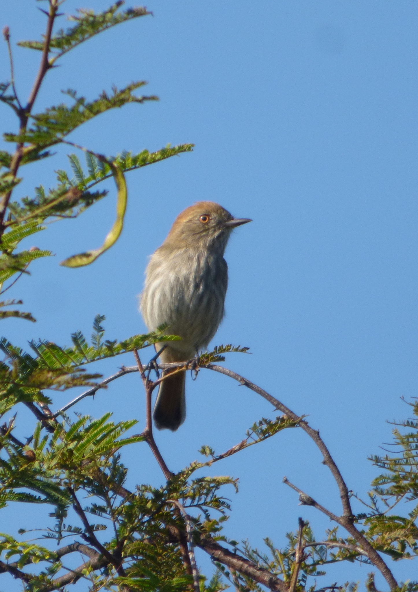 Cinereous Tyrant (Knipolegus striaticeps), photo 3