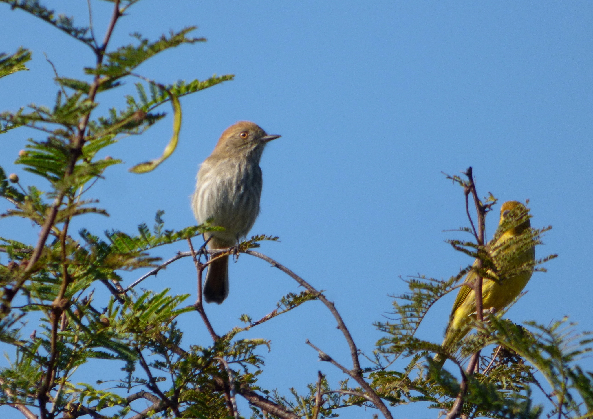 Cinereous Tyrant (Knipolegus striaticeps), photo 4