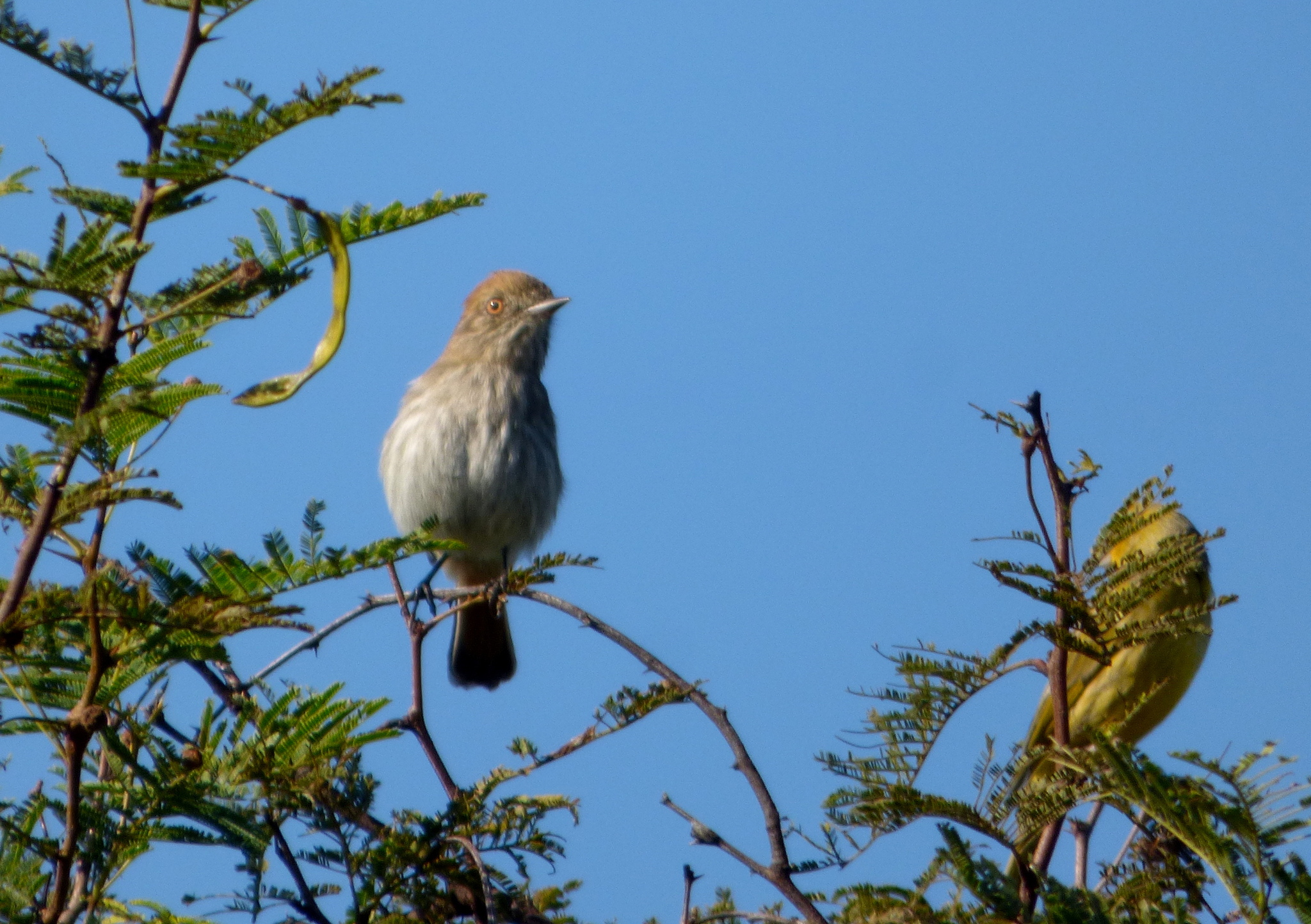 Cinereous Tyrant (Knipolegus striaticeps), photo 5