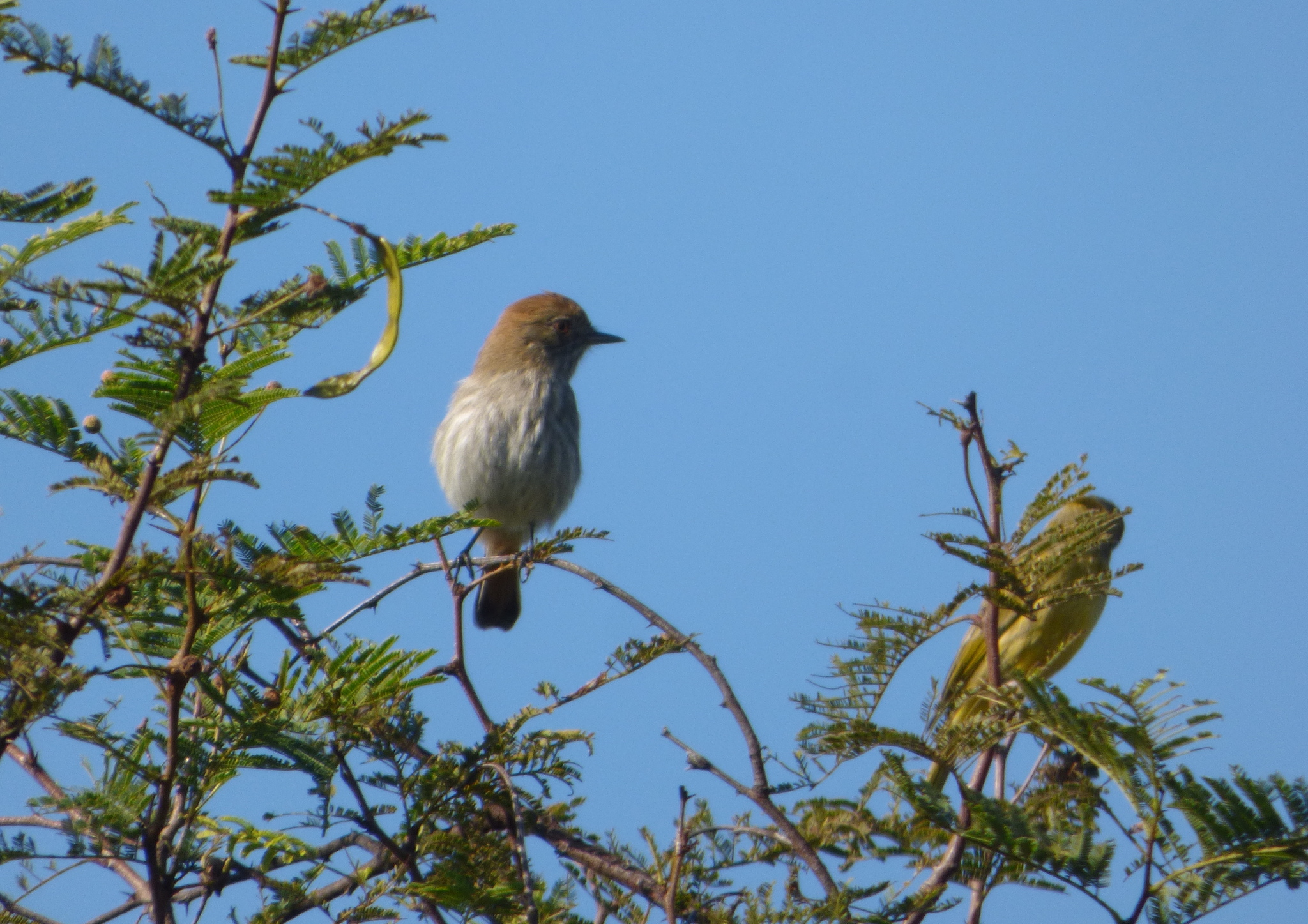 Cinereous Tyrant (Knipolegus striaticeps), photo 6