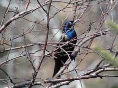 Quiscalus quiscula versicolor